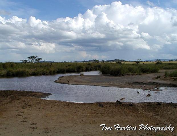 Egyptian geese in low river.jpg